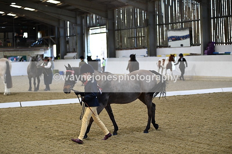 WJ5_3580 - Class 5 In Hand Veterans