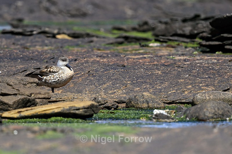 Crested Duck standing on rocky shoreline, Carcass Island, Falklands - Crested Duck