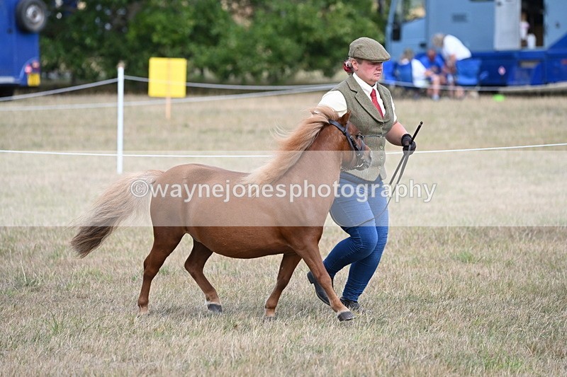 WJ6_6863 - Class 21 Shetland & Mini Horses