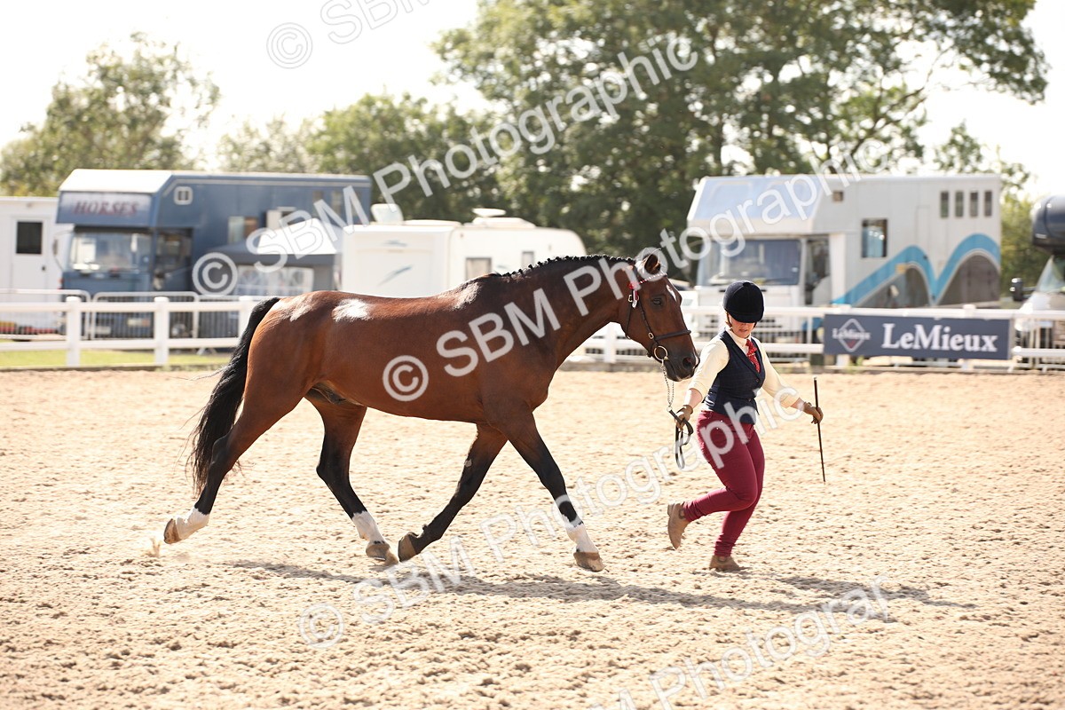 SBM_07396 - Class 26 IH Foreign Breeds -Part bred