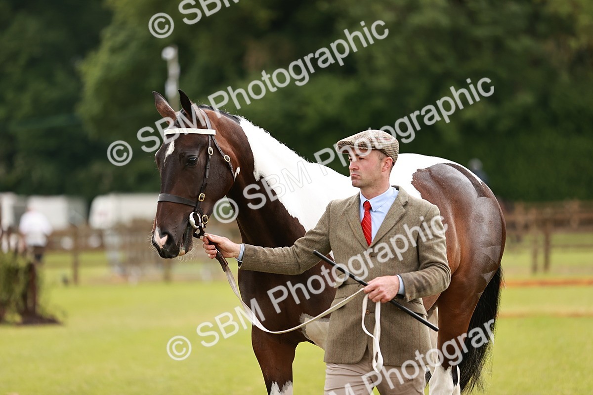 SBM_00774 - Class 26-30 Sport Horse In Hand