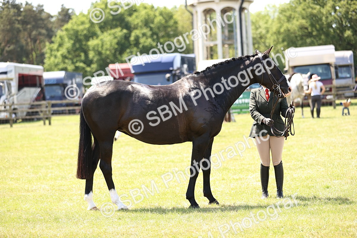 SBM_15228 - Class 79-80 - LIHS BSHA Rising Star Ridden Hunter