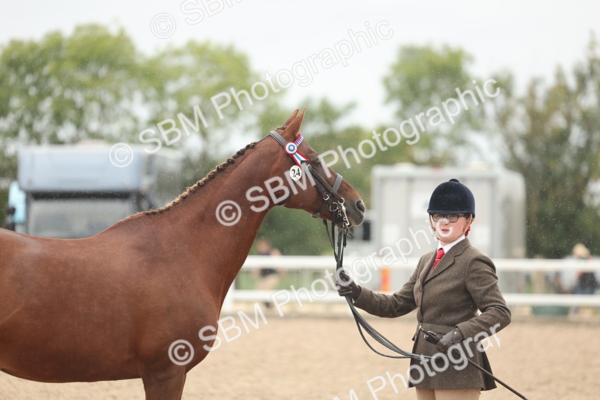 SBM_19828 - Class 318 - IH Part Bred Horse-Pony