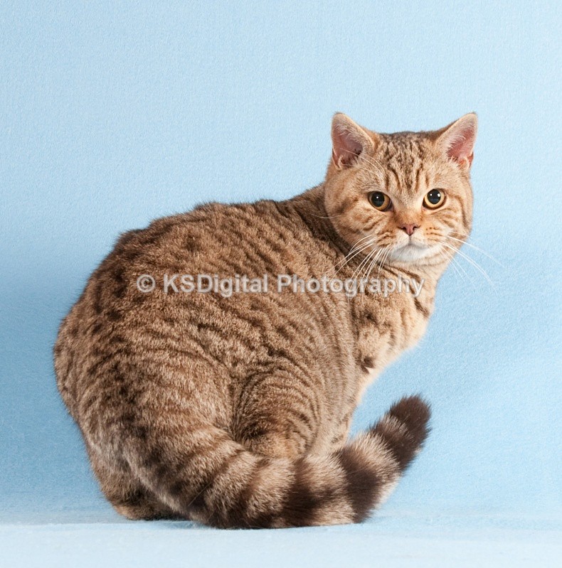 Windymeadow Axel Rose (30b) - Windymeadow British Shorthairs & Exotics