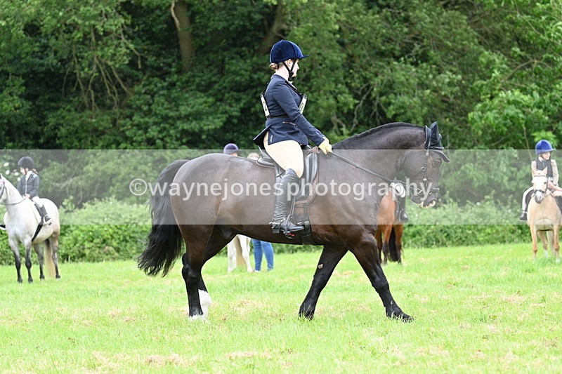 WJ7_3976 - Class 14A Handsome Gelding