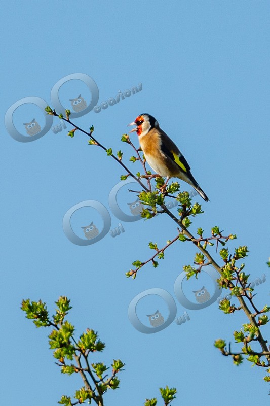 goldfinch Carduelis carduelis-8645 - UK birds