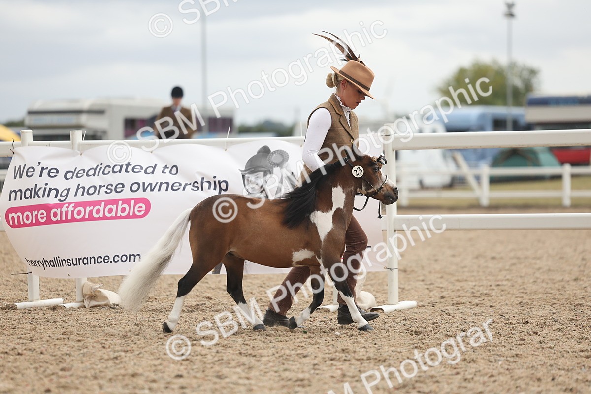 SBM_19234 - Class 317 - IH Pure Bred Horse-Pony
