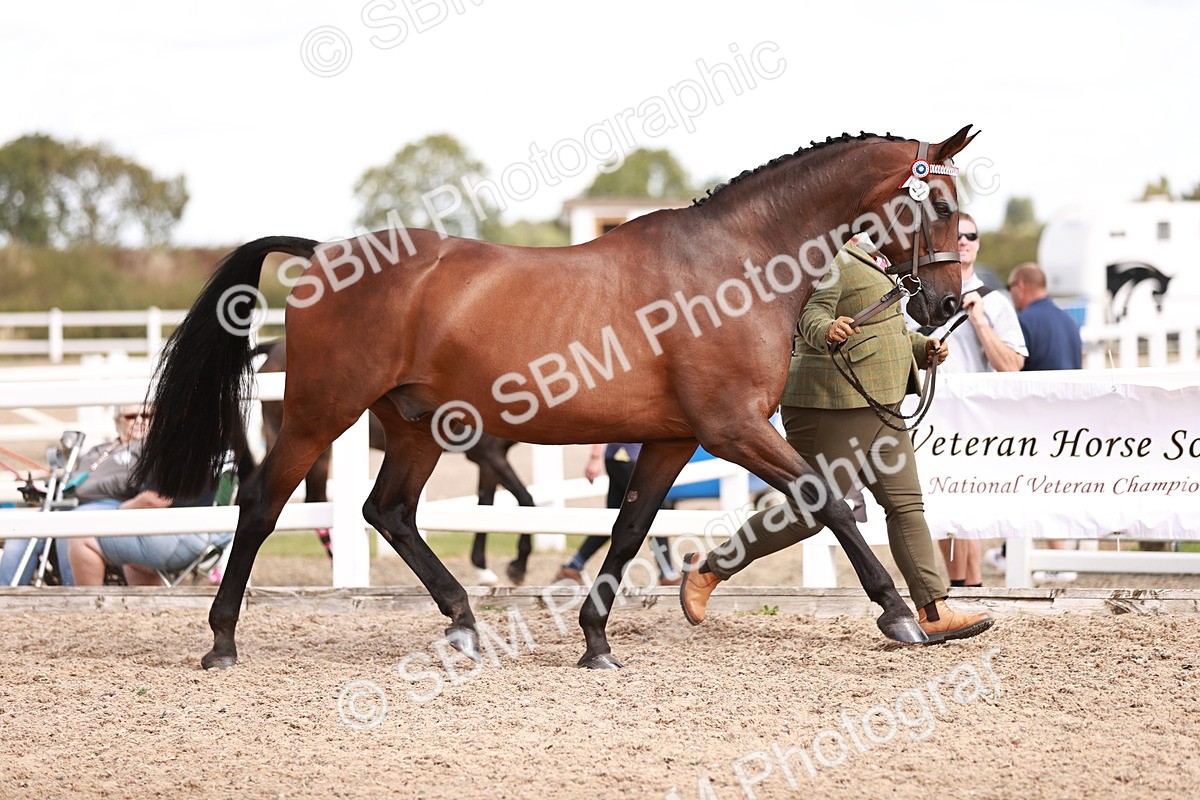 SBM_14182 - Class 407 - IH Hack Riding Horse
