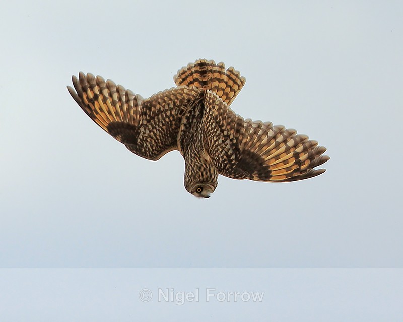 Short-eared Owl in a vertical dive, Hawling, Gloucestershire - Short-eared Owl