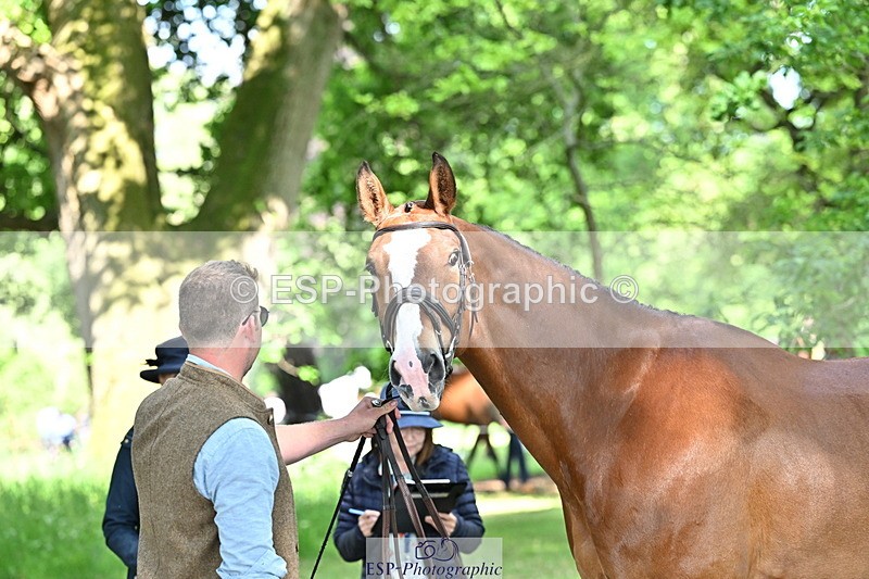 250521A-164511-01310 - C-257-Mark.Davidson-NO.LIMITS.DAMERLOO