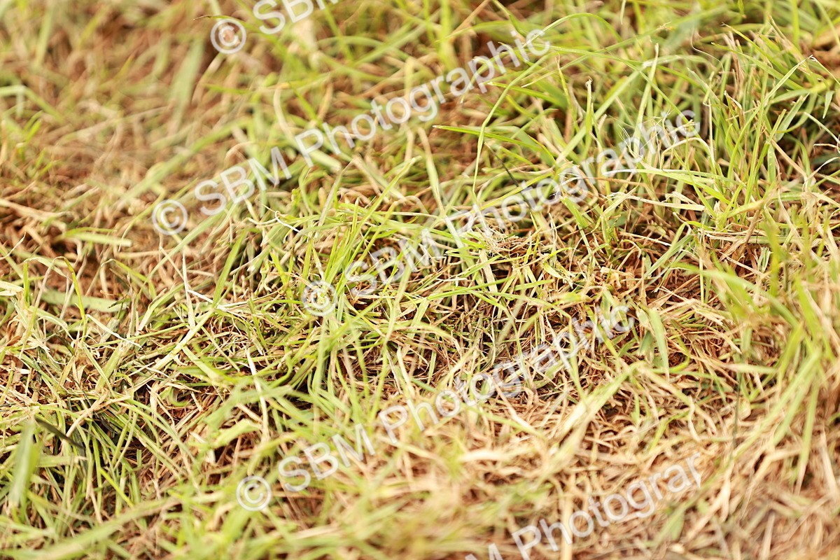 SBM_10900 - Class 81-84 - RIHS Ridden hunters Inc Ladies Hunter