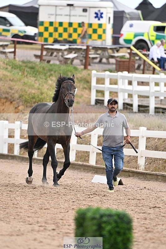 250716-145558-01520 - Trot Up 2.30 to 3.30