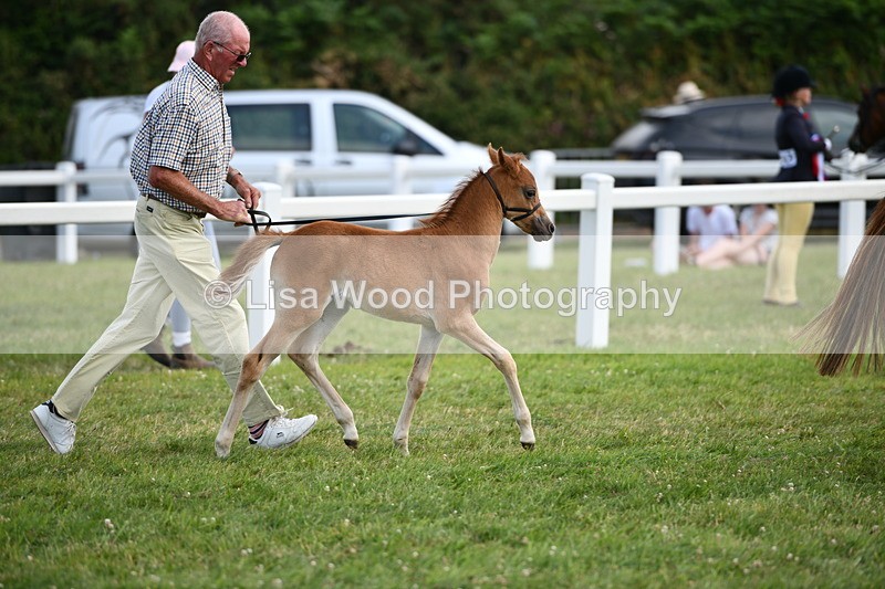 DSC_8470 - Class 69: Pure, Anglo & Part Bred In Hand Arab