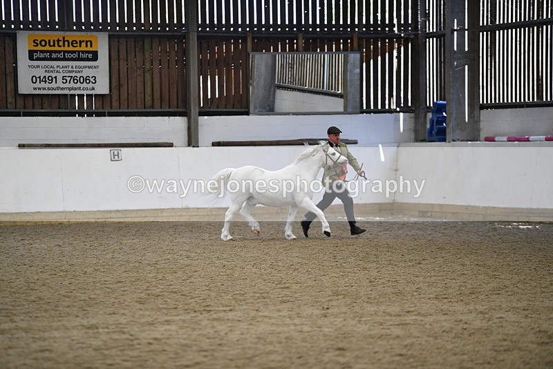 WJ5_5610 - Morning in hand Championship