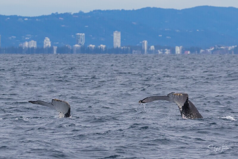 Synchronized Humpbacks 3. 0A3A0283 - 2025 Whales