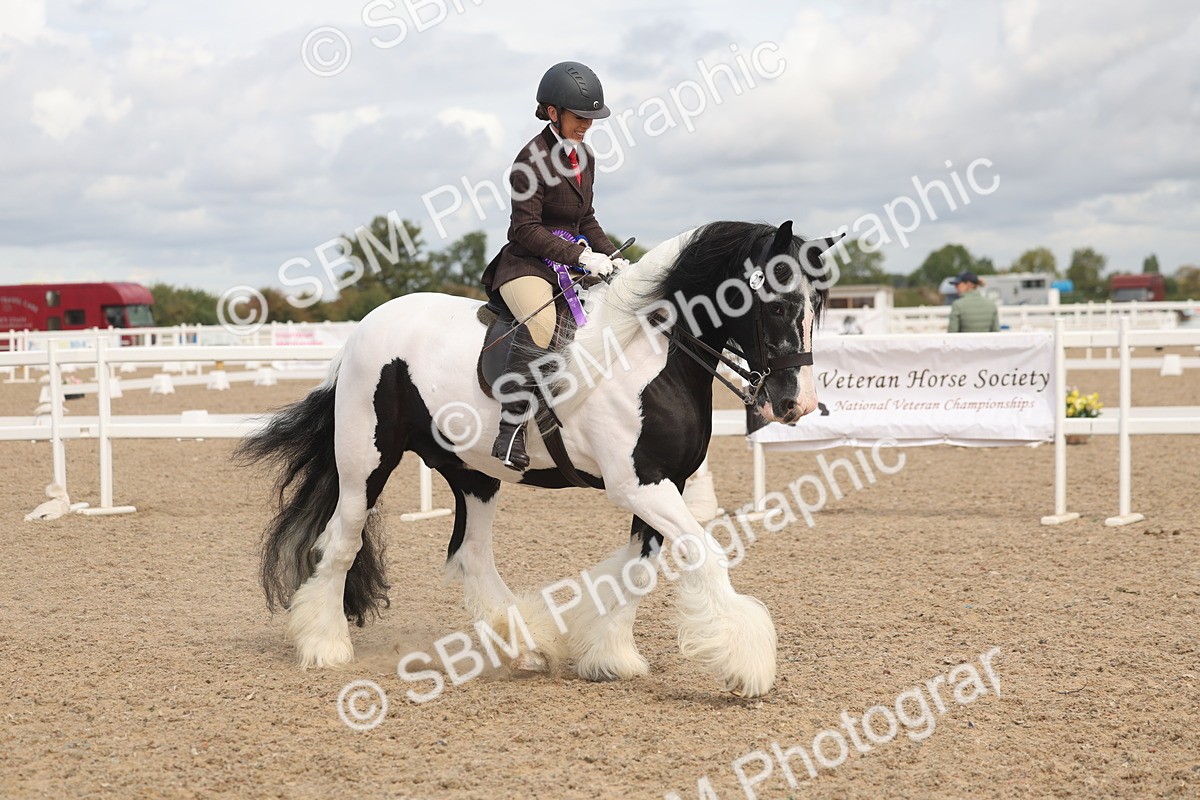 SBM_04523 - Class 18 - Handsomest Gelding (IH or Ridden)