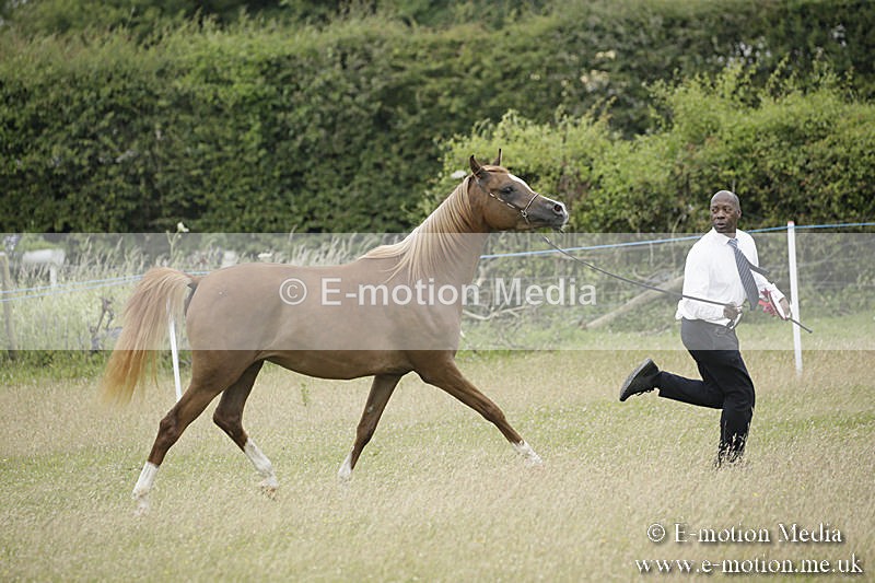 B230619-0860 - Bourne Valley Riding Club Summer Show 23/06/19