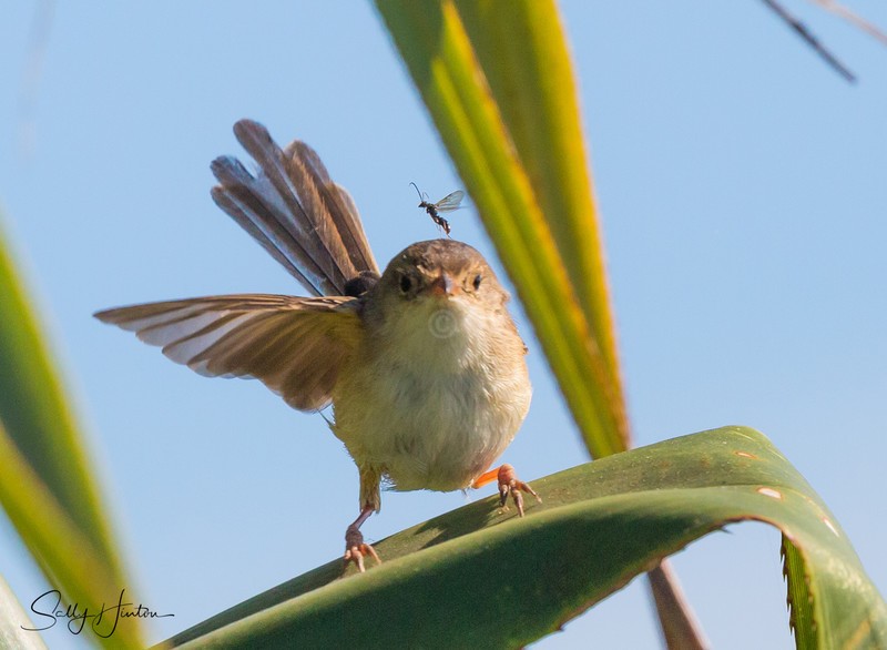 Red Wren Female 16