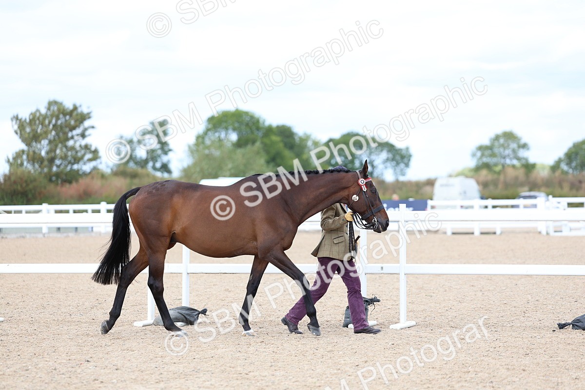 SBM_15249 - Class 313 - IH Retired Racehorse