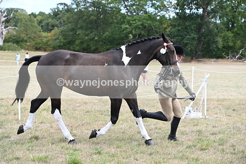 WJ6_5876 - Class 19 In-hand Veterans (Uploaded correct folder)