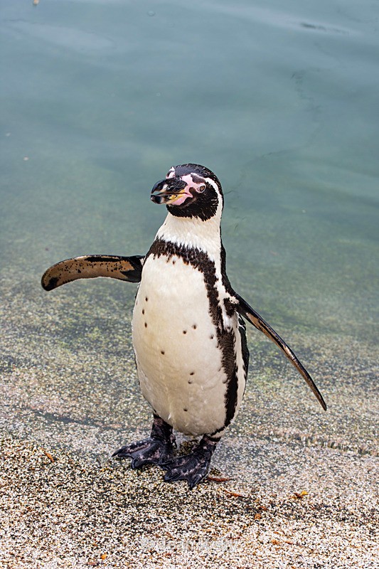 Humboldt Penguin - DSC_3593 - Birds