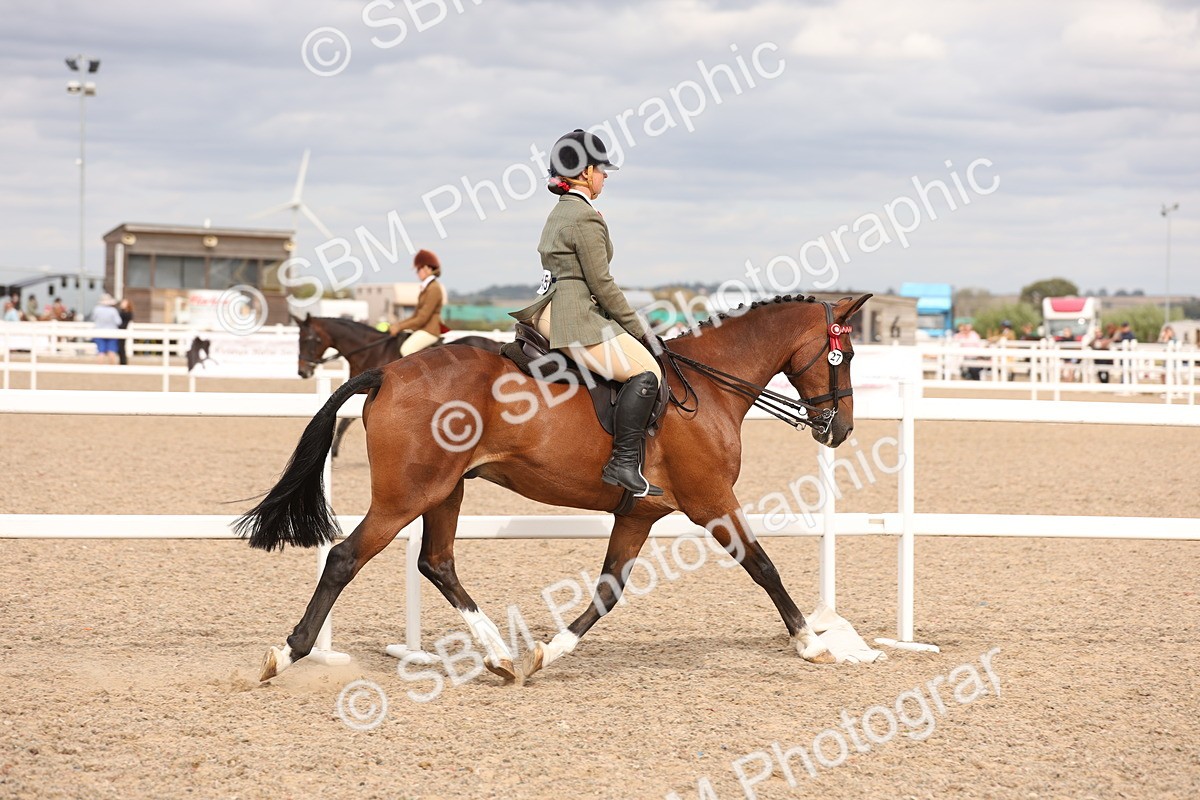 SBM_17387 - Class 214 - Ridden Hack Riding Horse