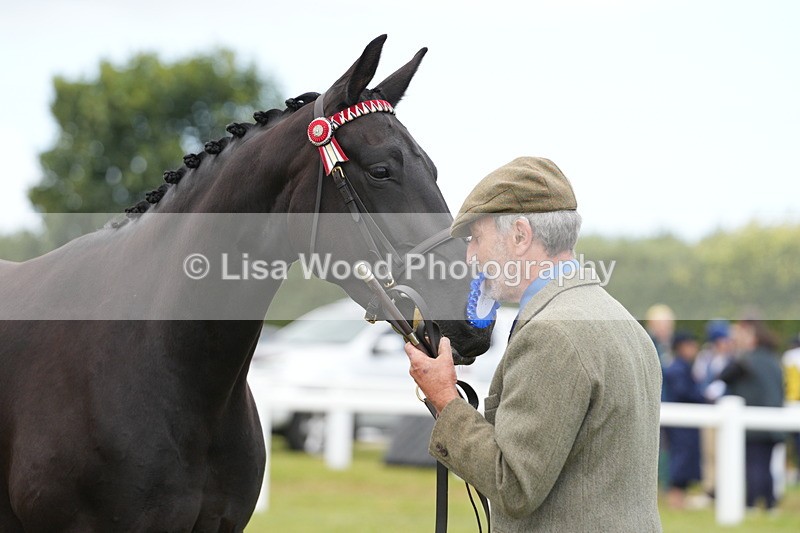 DSC06410 - Class 55: Hunter/Riding Horse/Hack 3 & 4 yr olds