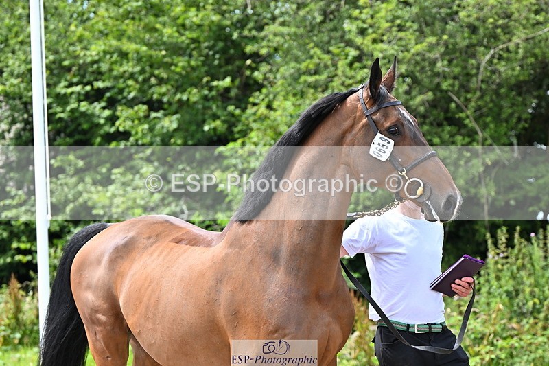 240718A-105247-01164 - Trot Up 12pm to 1pm