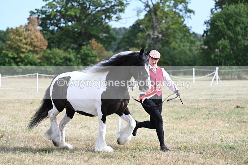 WJ7_8109 - In-hand Championship