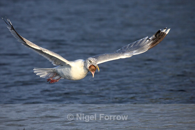 Herring Gull swallowing bread while flying, Flatanger, Norway - Herring Gull