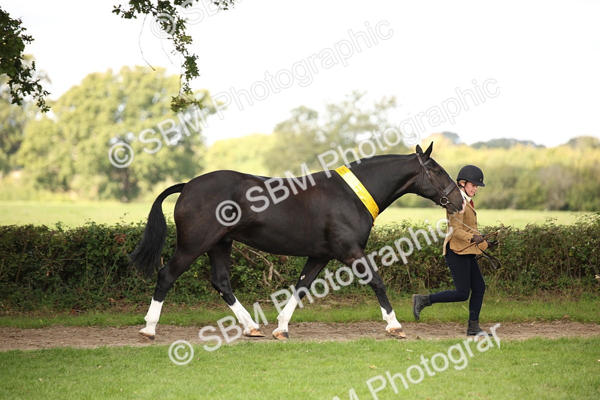SBM_62923 - In Hand Horse Supreme Championship