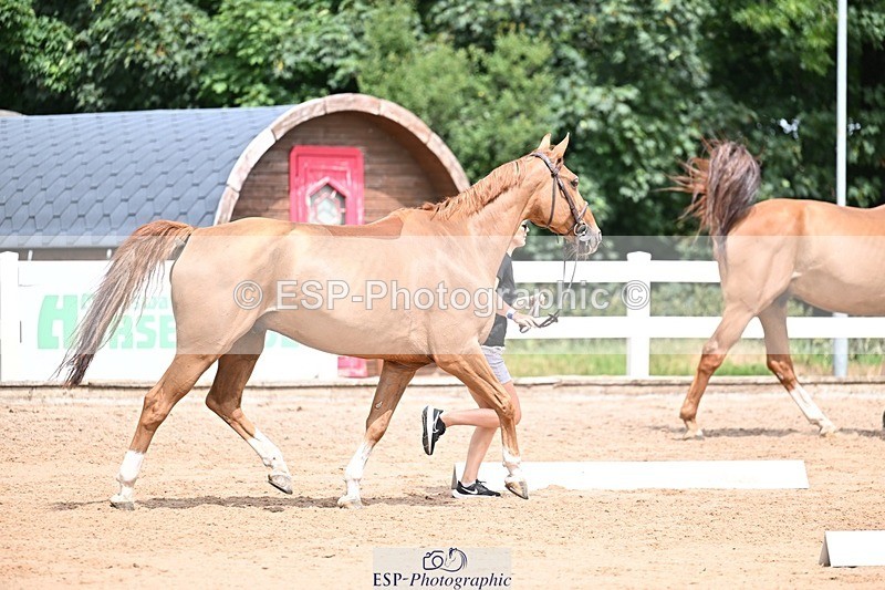 250716-132017-00434 - Trot Up 12.30 to 1.30