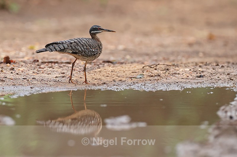 Sunbittern reflection in puddle, Porto Jofre, Brazil - Sunbittern