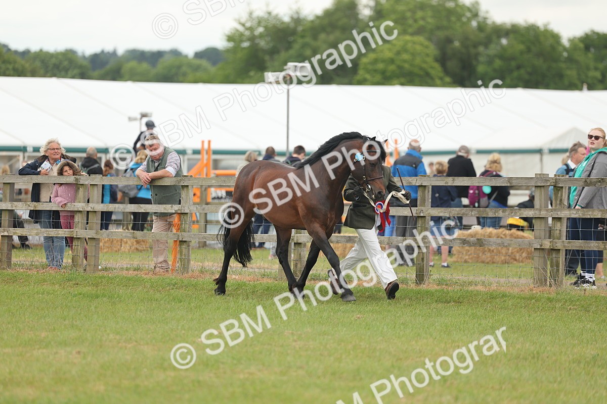 SBM_05035 - Class 50-57 - M&M Welsh Pony In Hand
