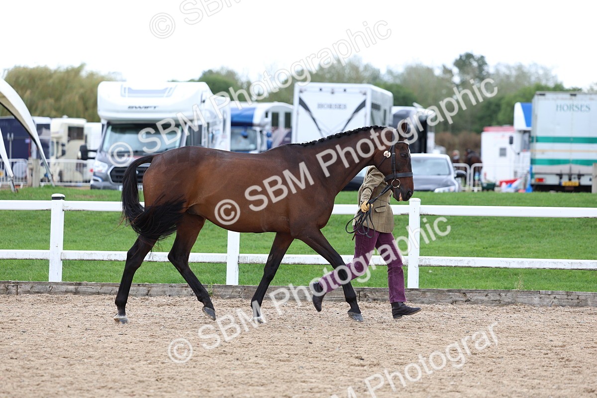 SBM_05000 - Class 27 - IH Competition Horse or Pony