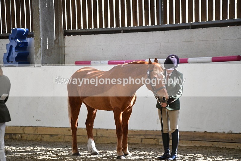 WJ5_4449 - Class 6 In hand M&M - Large Breeds