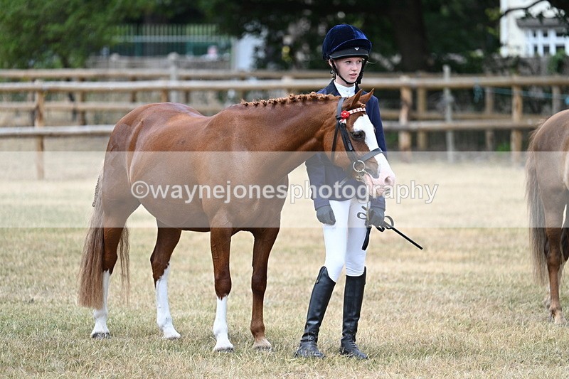 WJ7_1483 - Class 4 Prettiest Mare up to 14.2hh in hand