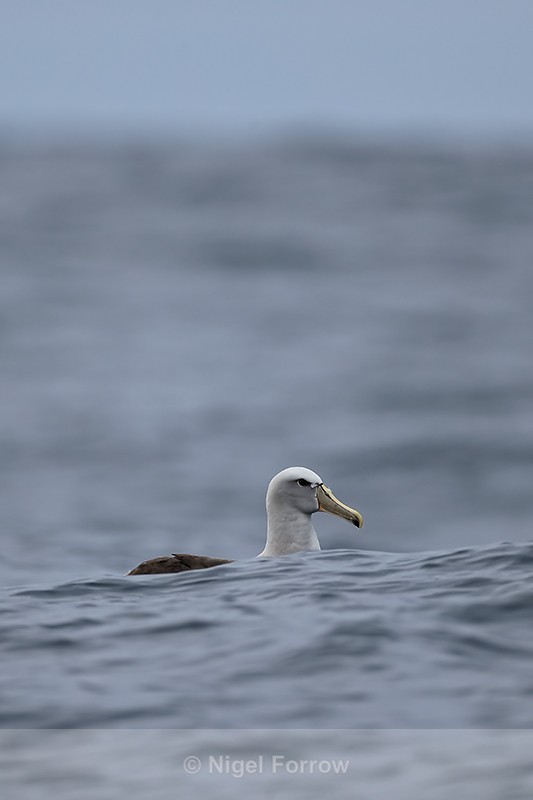Salvin's Albatross behind wave, Pacific Ocean, Chile - Salvin's Albatross