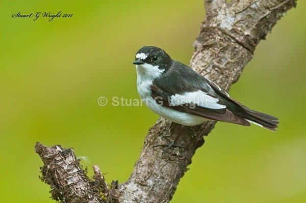 214 - Flycatchers, Redstarts & Stonechats
