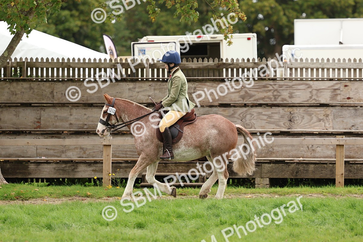 SBM_67536 - S60 - Mini Show Cob Ridden