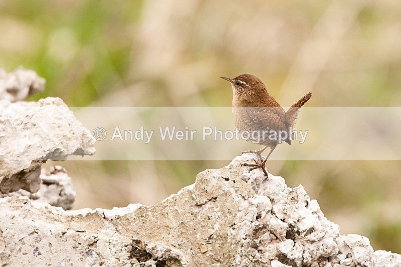 20100404-WE 027 - Dunnock & Wren