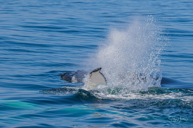 0A3A7751 Mother and Calf 3 - Humpback Whales