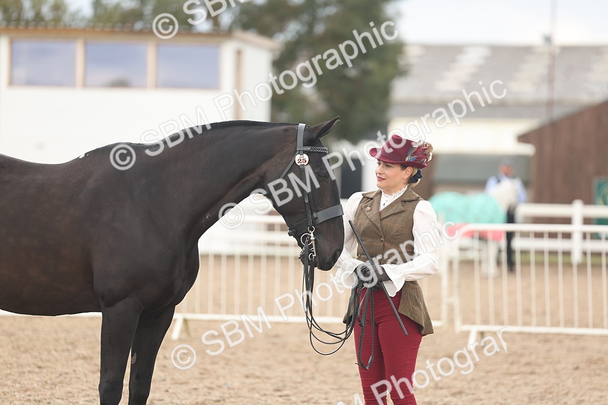 SBM_07864 - Class 28 - IH Veteran Horse