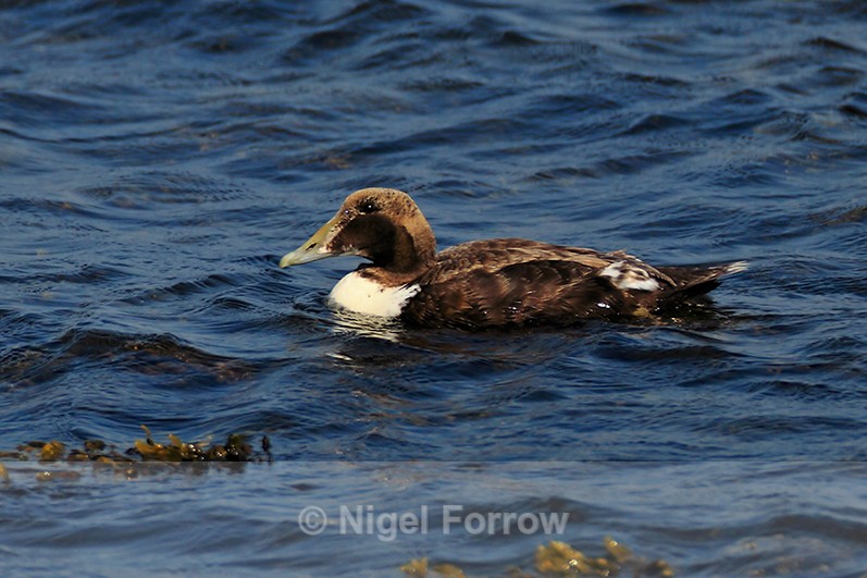 Eider (male, 1st summer) on Loch Indaal, Islay - Eider