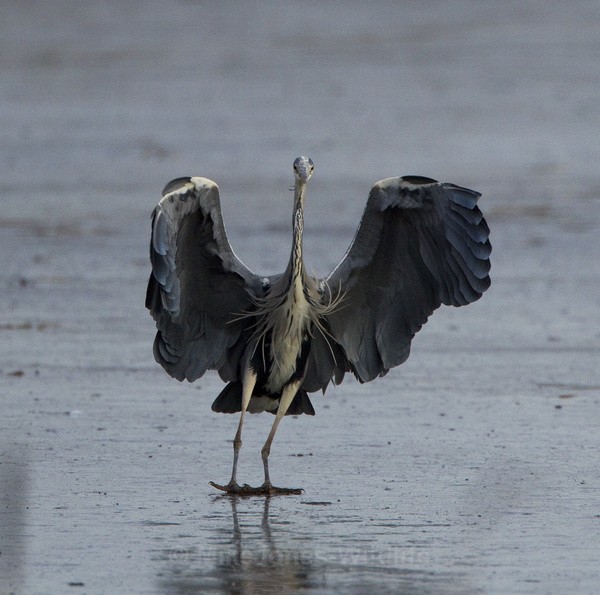 GREY HERON 6 - GREY HERONS