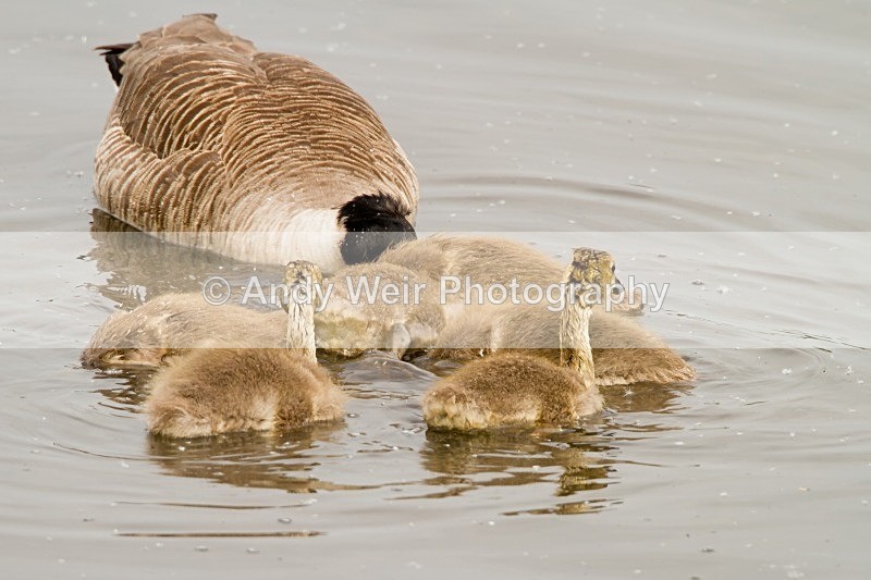 20120520-_MG_8834 - Geese