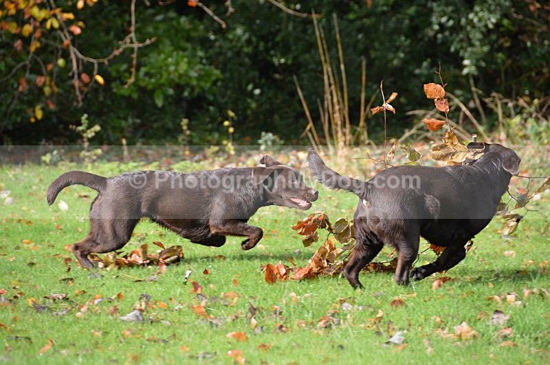  - Chocolate Labradors