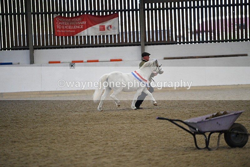 WJ5_5822 - Morning in hand Championship