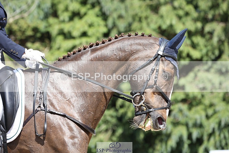 230526-145401-06575 - 376-DIRECT_BALLYTARSNA_DUCAREL-Jodie_Amos-WEDTrotUp+DR