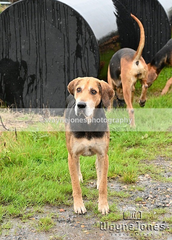 WJ7_8225 - Berks & Bucks Blackcroft Farm 20-10-24
